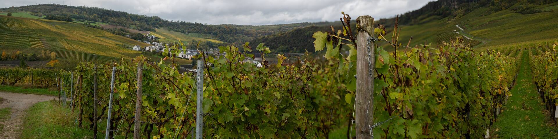 Aerial view of terraced vineyards around Nittel, Rhineland-Palatinate, Germany and views across Moselle River on vineyard hills of Machtum, Luxembourg