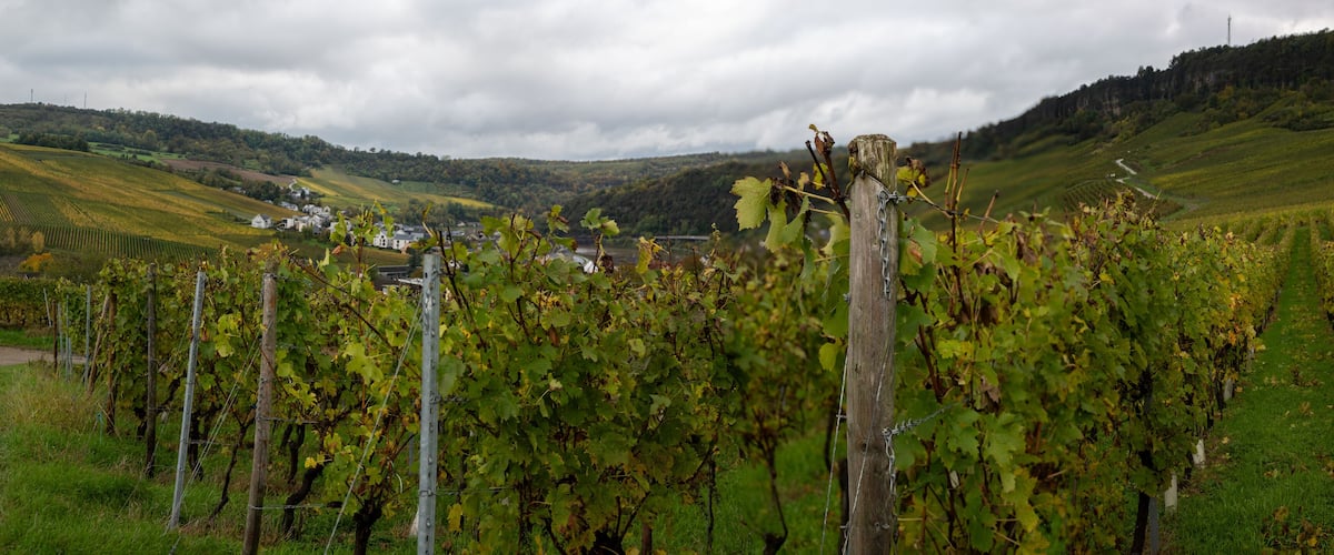 A vineyard with rows of grapevines, a dirt path, and a village in the background.