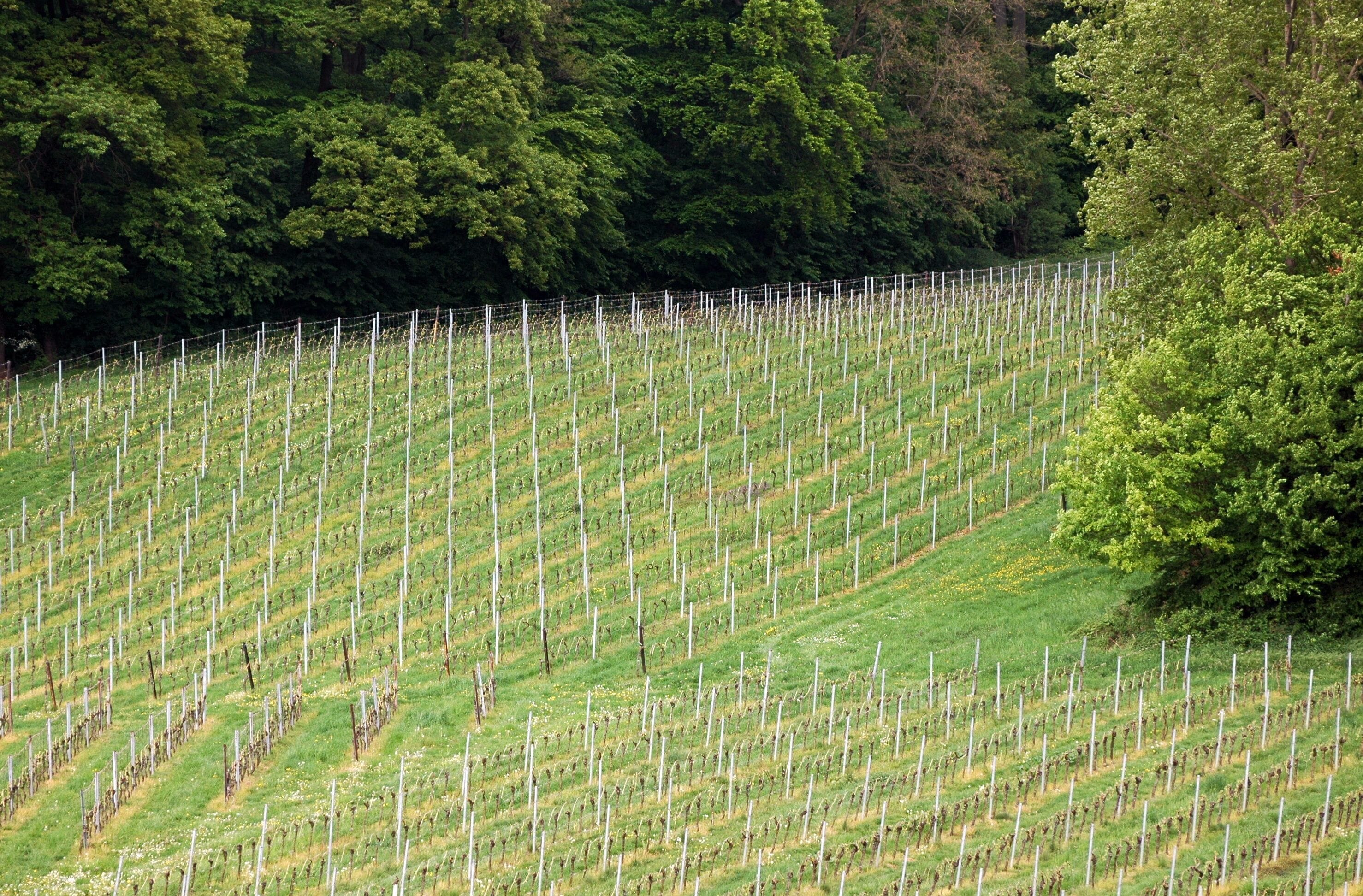 Trauben Bereich in Rochrbach