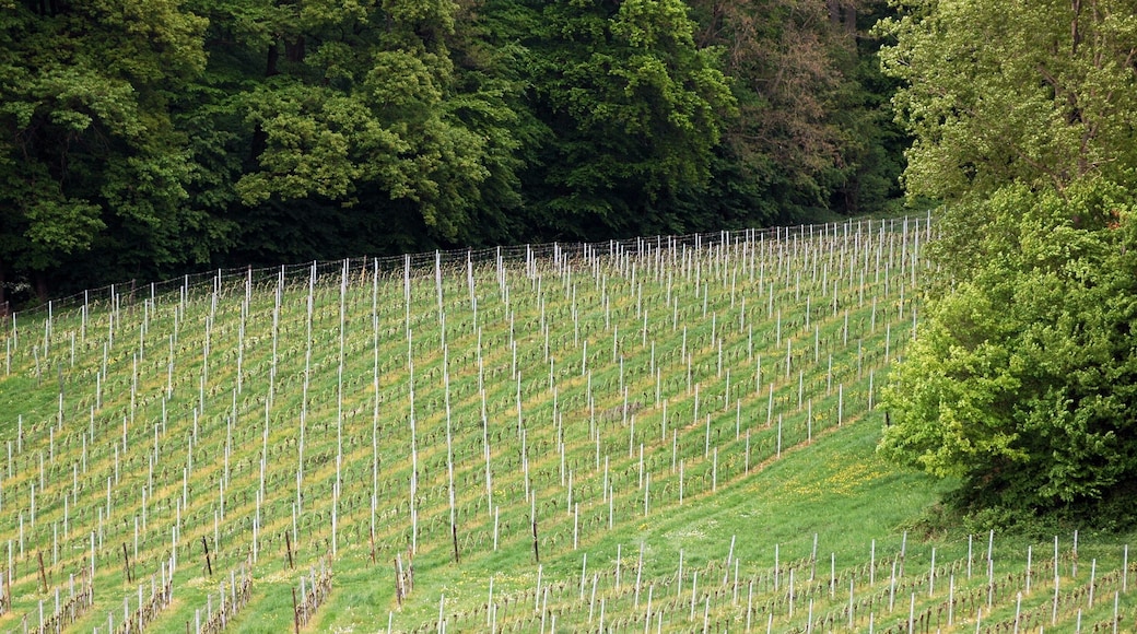 Trauben Bereich in Rochrbach