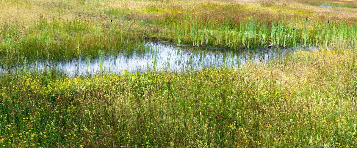 A wetland with tall grasses and yellow flowers.