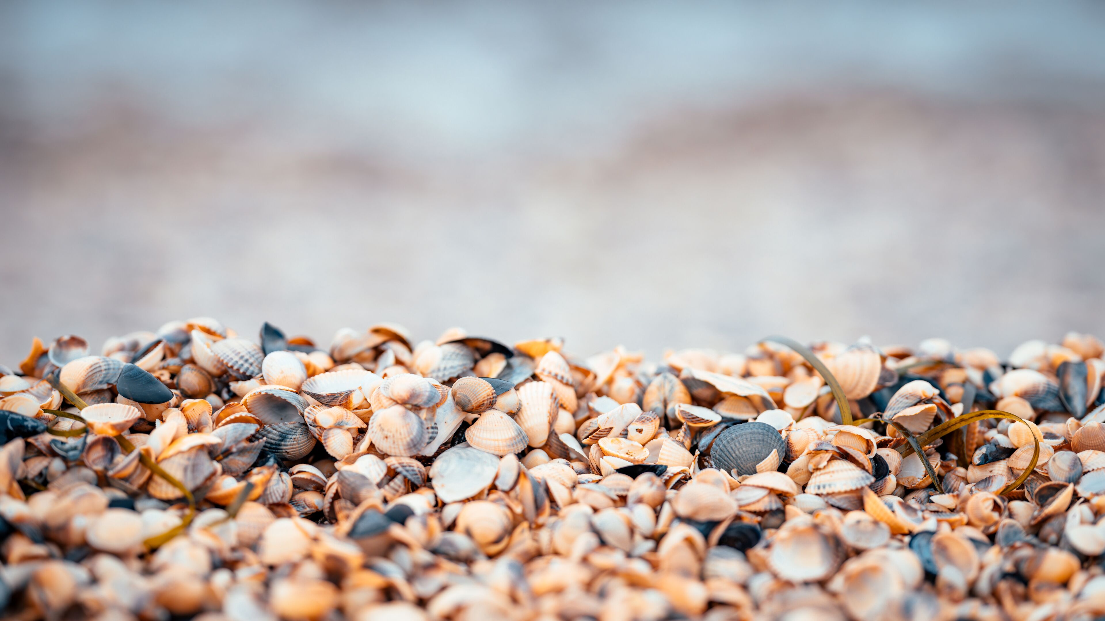 Beautiful seashells washed up on the beach in Angelholm, Sweden. Shallow dept of field. Selective focus.