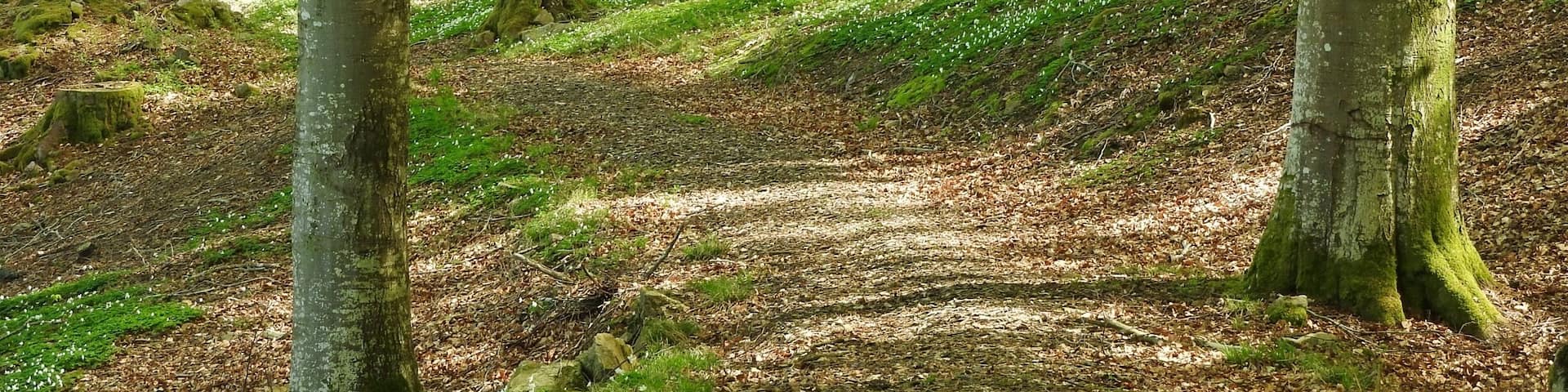 Beautiful May in the Nordh West of Skåne, Sweden