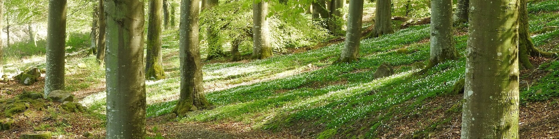 Beautiful May in the Nordh West of SkÄne, Sweden
