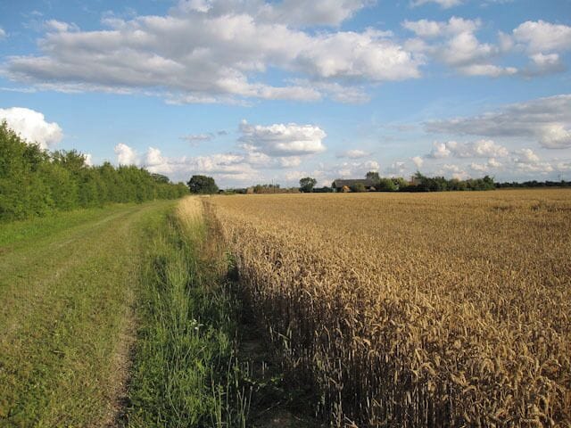 Path towards Frog End Looking over a wheat field to Frog End Farm.