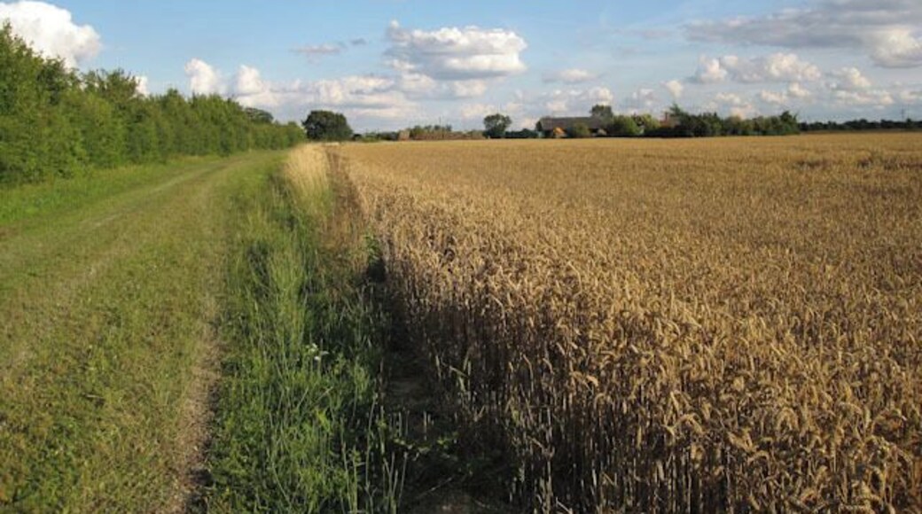 Path towards Frog End Looking over a wheat field to Frog End Farm.