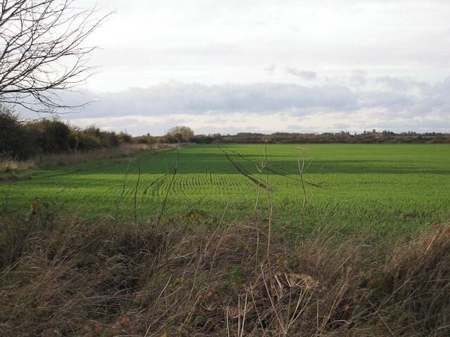 Winter wheat Autumn sown arable crop near Little Wilbraham.