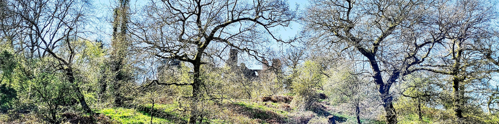 A hilly landscape with scattered trees and a wooden fence.