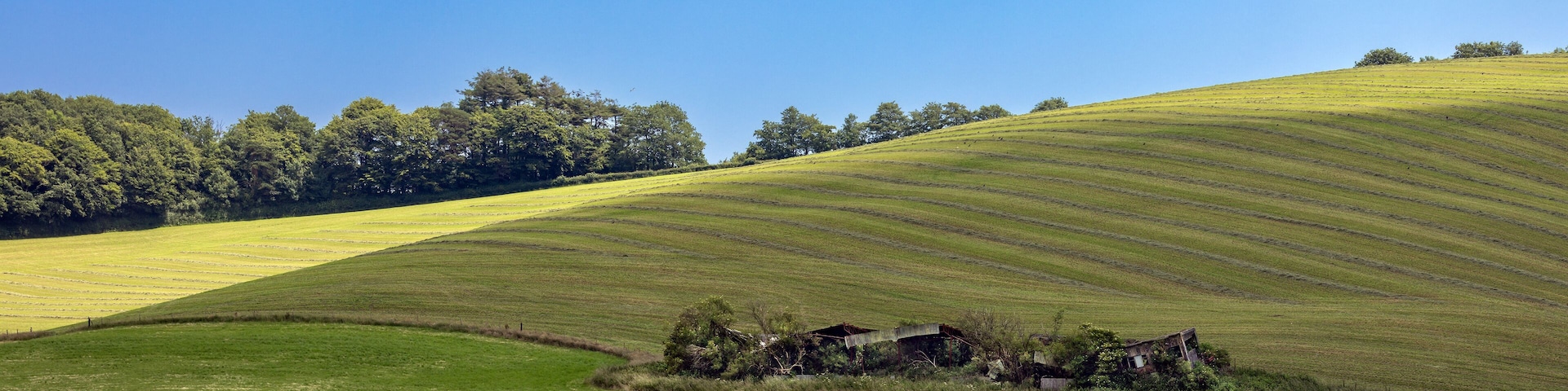 Rolling green hills, a small cluster of trees, and a distant line of trees under a clear blue sky.
