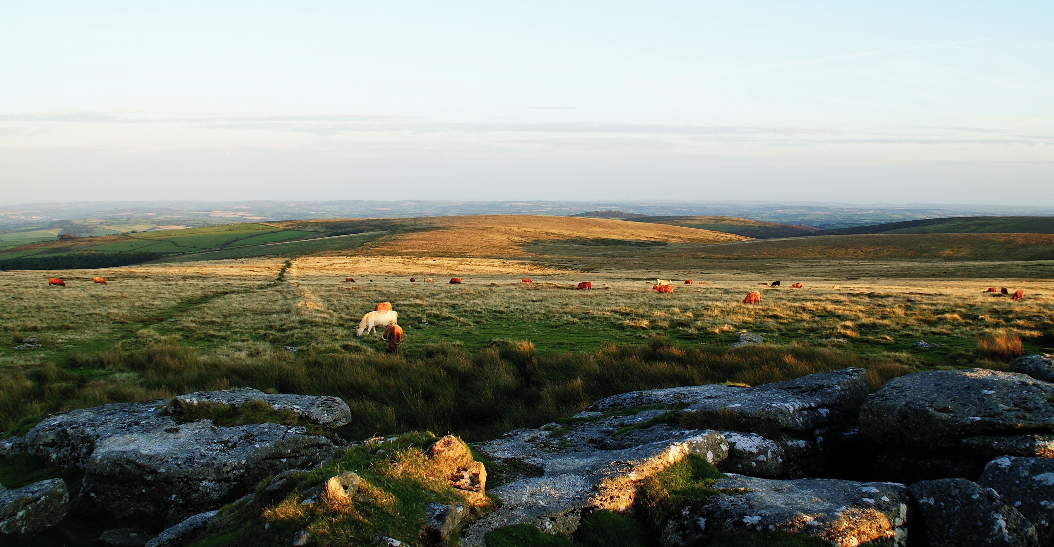 Looking due South from Outer Pupers on the southern edge of en:Dartmoor in Devon, UK. Taken in the last light before sunset giving a sense of scale (and some cows!).