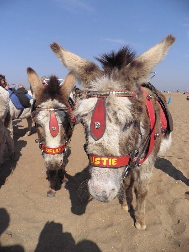 Two donkeys with saddles and bridles on a sandy beach.