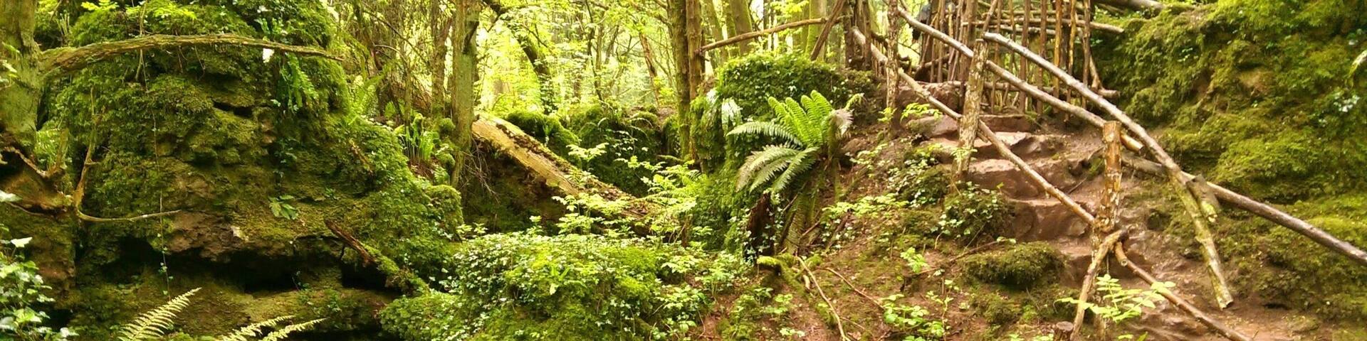 Magical woodland near the Forest of Dean.