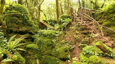 Magical woodland near the Forest of Dean.