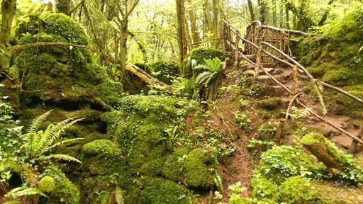 Magical woodland near the Forest of Dean.