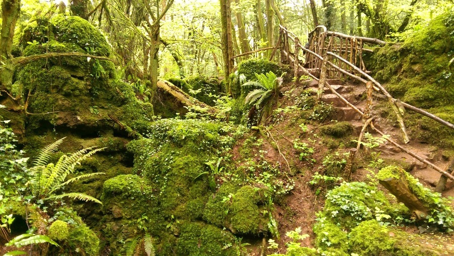 Magical woodland near the Forest of Dean.