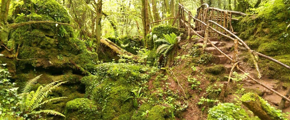 A forest with a moss-covered fallen tree, a wooden bridge, and dense green foliage.