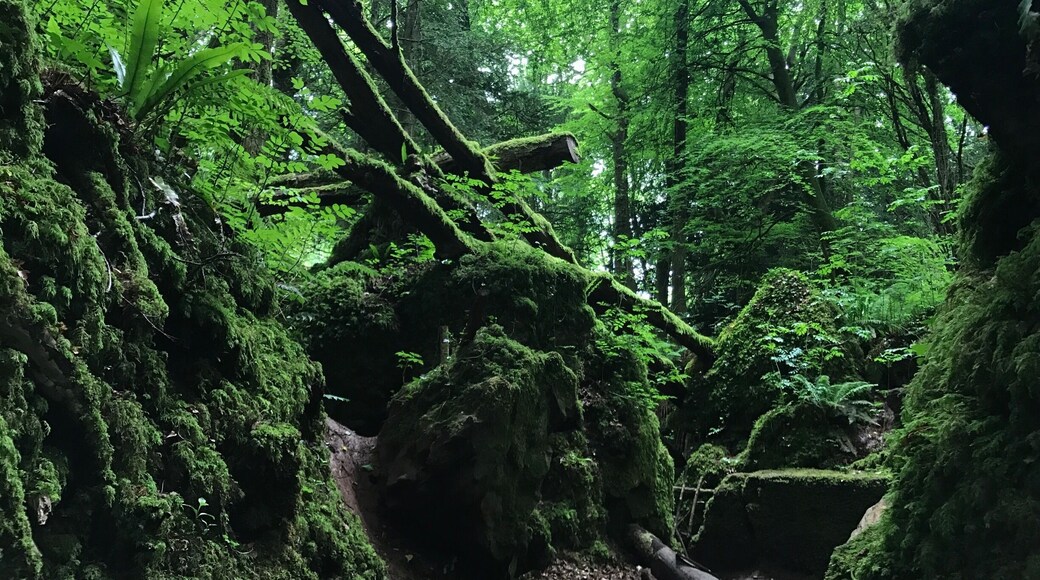 Magical woodland said to be the inspiration for Tolkien's Middle Earth... also used as a setting in recent films such as Harry Potter and Star Wars.