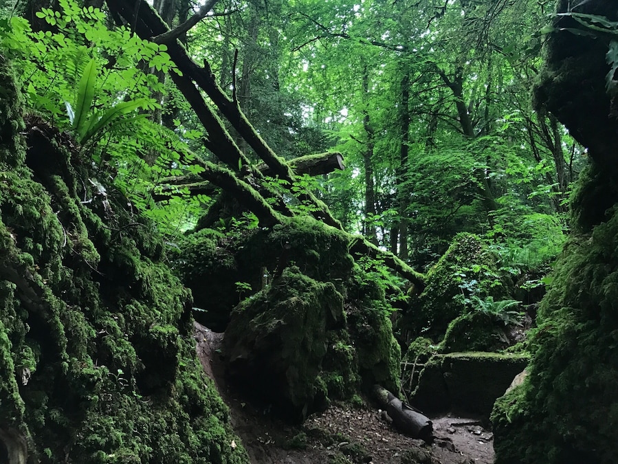 Magical woodland said to be the inspiration for Tolkien's Middle Earth... also used as a setting in recent films such as Harry Potter and Star Wars.
