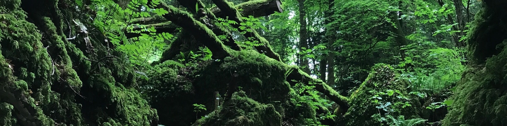 Magical woodland said to be the inspiration for Tolkien's Middle Earth... also used as a setting in recent films such as Harry Potter and Star Wars.