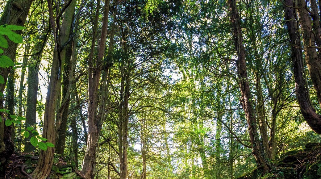 #Puzzlewoos is a #magical #mystical #forest and used as a #location for many #tv and #film backdrops well worth a visit to the place if you in the area. Car park , toilets and cafe all on site
#woods #forest #autumn #trees #leaves #countryside #fall