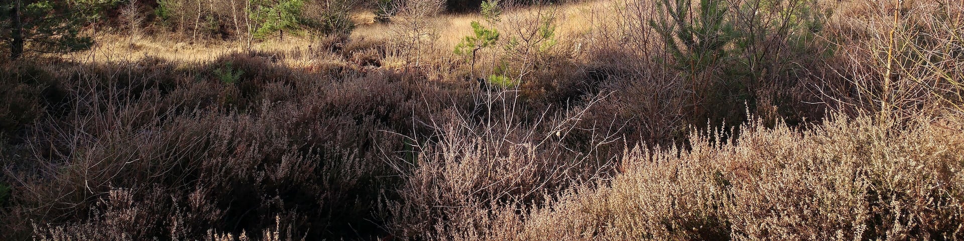 Castle bottom Nature reserve in February 2017