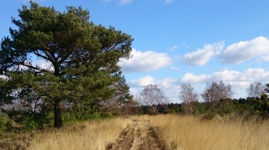 Yateley common