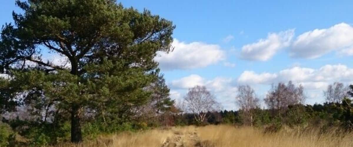A dirt path leading through a field with tall grass and a large tree on the left.