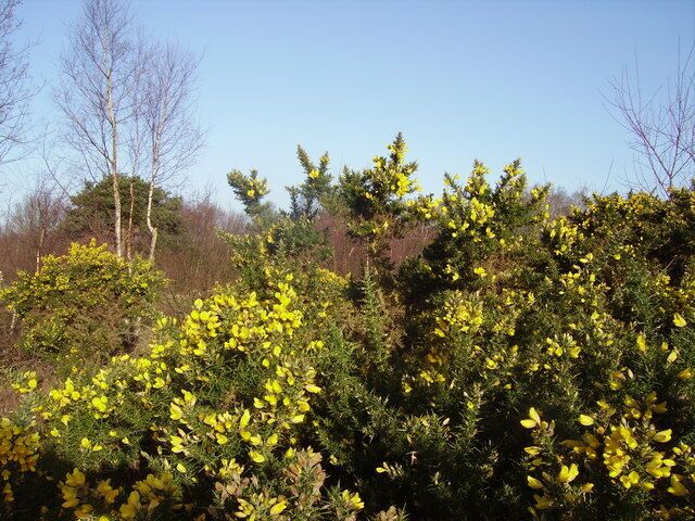 Gorse on Yateley Common