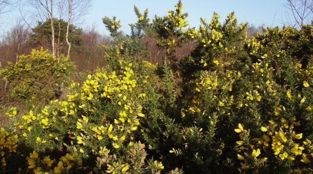 Gorse on Yateley Common