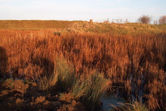 Pond on New Rides Farm, Eastchurch