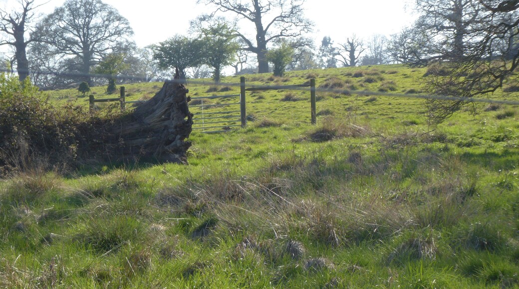 The ancient Whittlewood Forest is east of Silverstone in Northamptonshire. This is in one of a number of patches which have been designated a Site of Special Scientific Interest.