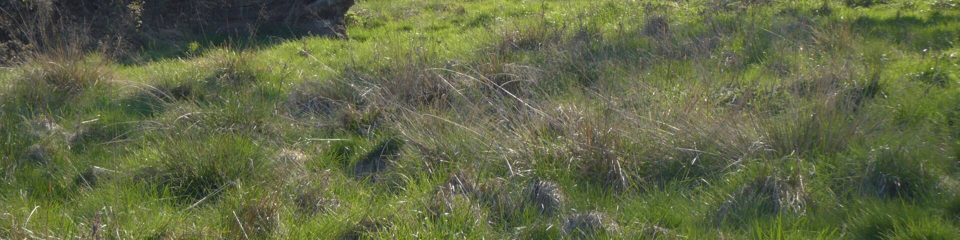 The ancient Whittlewood Forest is east of Silverstone in Northamptonshire. This is in one of a number of patches which have been designated a Site of Special Scientific Interest.