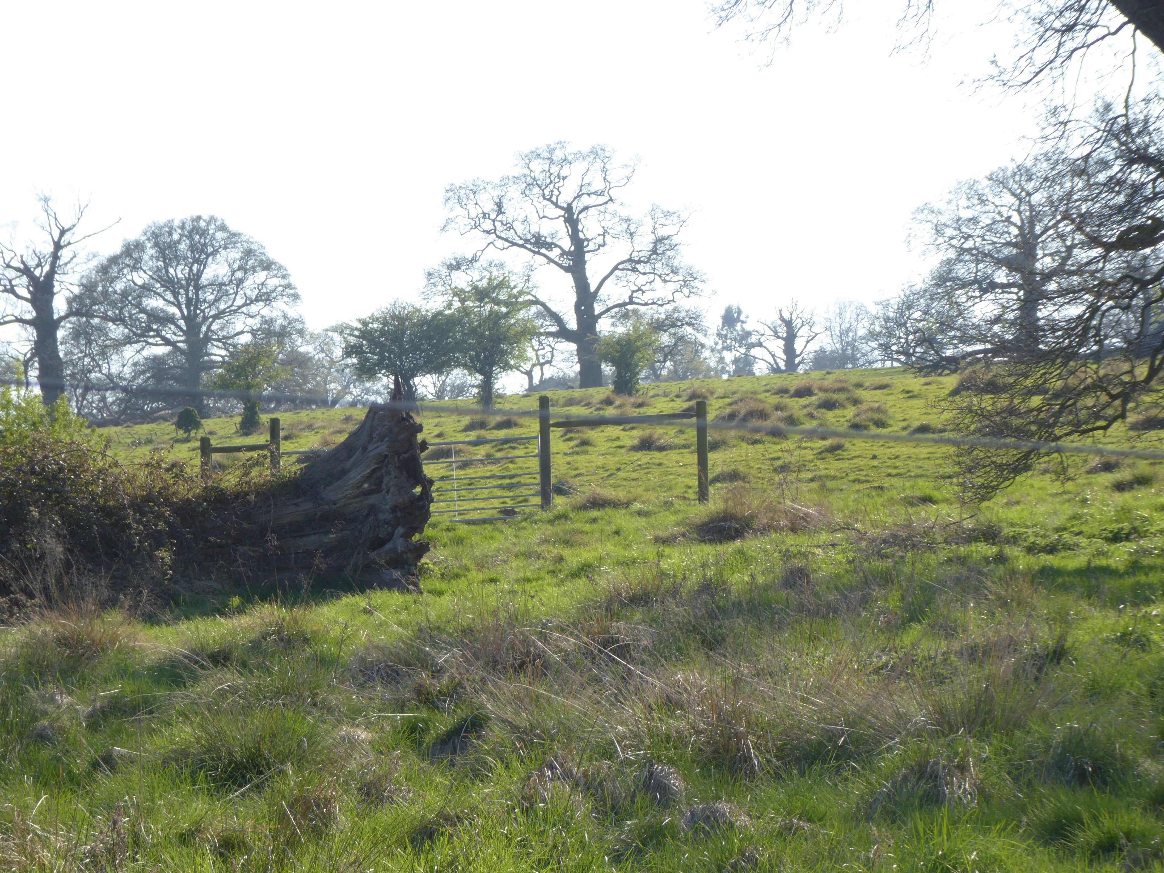 A grassy field with a wooden fence and a large fallen tree trunk.