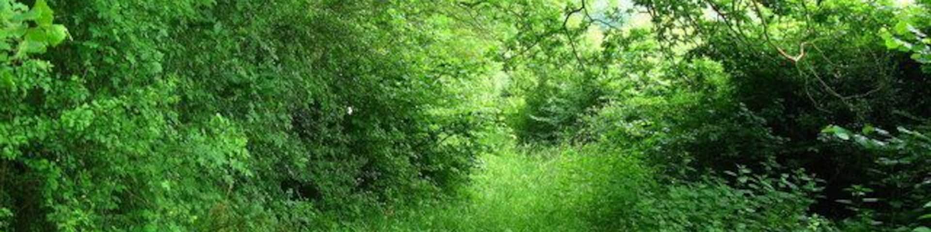 Uma floresta densa com vegetação rasteira espessa e grande variedade de folhagem verde.