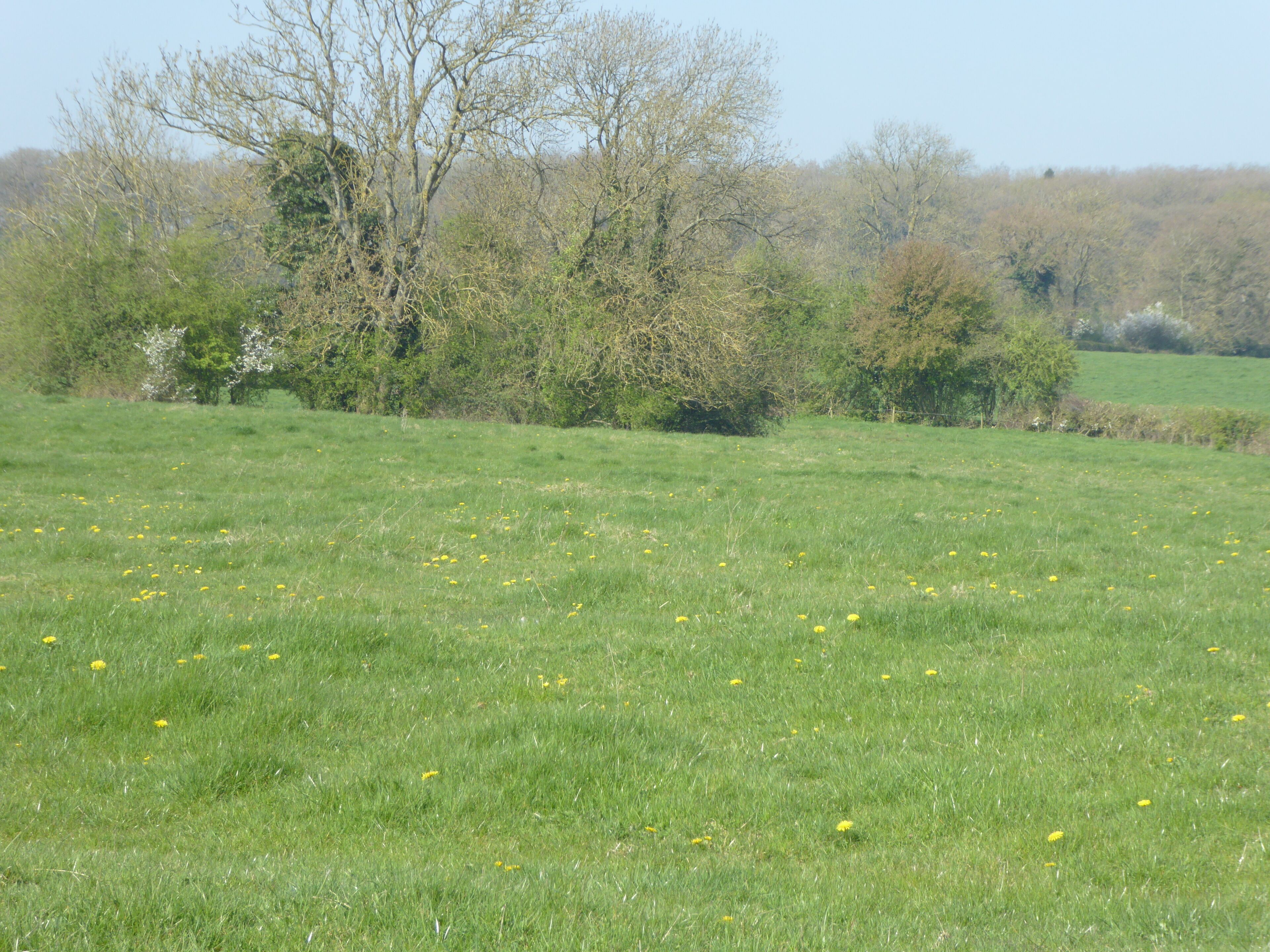 Plumpton Pasture is a biological Site of Special Scientific Interest west of Towcester in Northamptonshire.