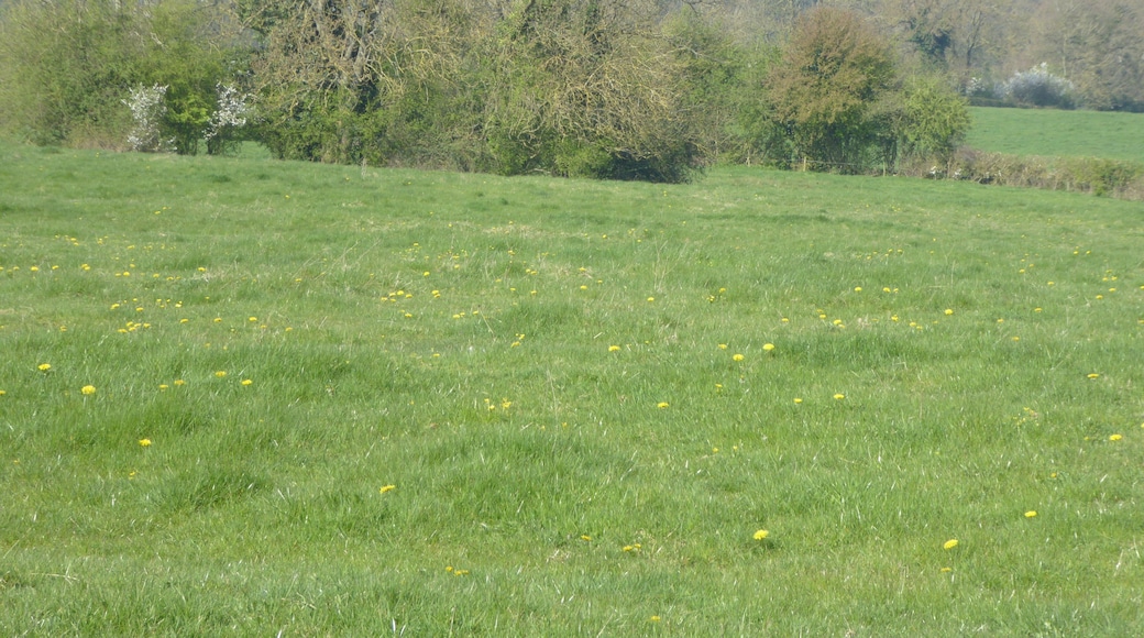 Plumpton Pasture is a biological Site of Special Scientific Interest west of Towcester in Northamptonshire.