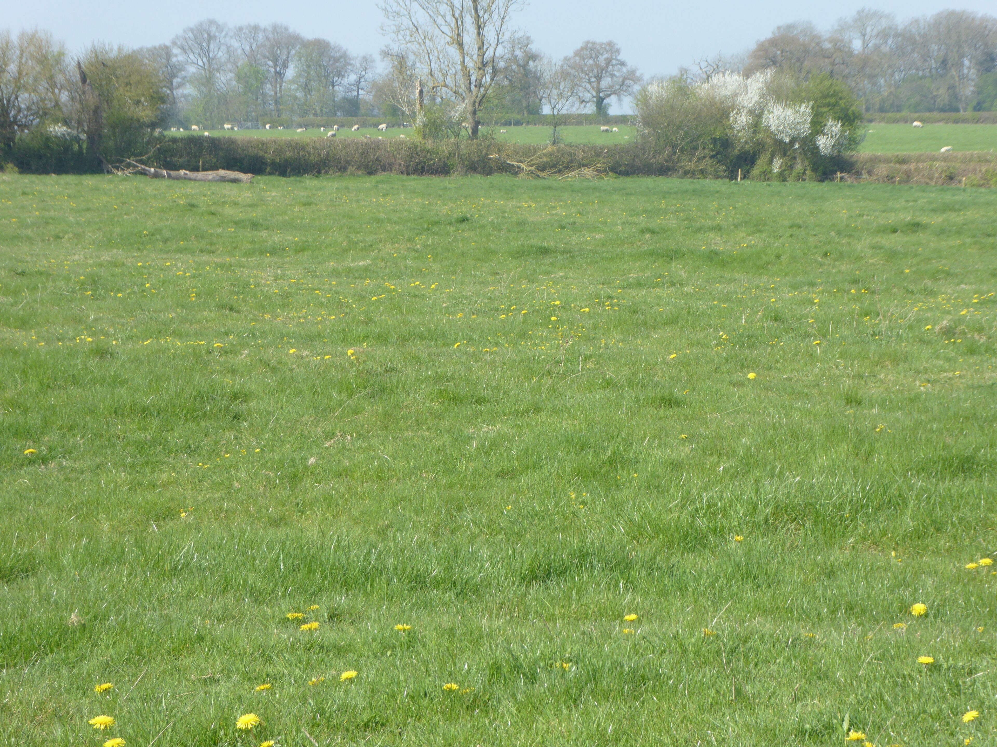 Plumpton Pasture is a biological Site of Special Scientific Interest west of Towcester in Northamptonshire.