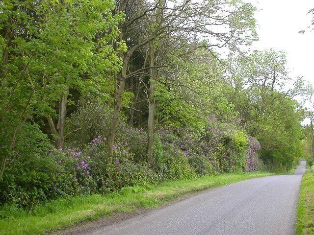 Whittlebury The road at the edge of Birch Copse.
