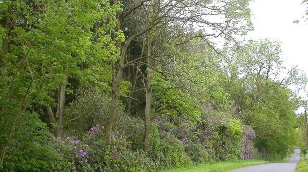 Whittlebury The road at the edge of Birch Copse.