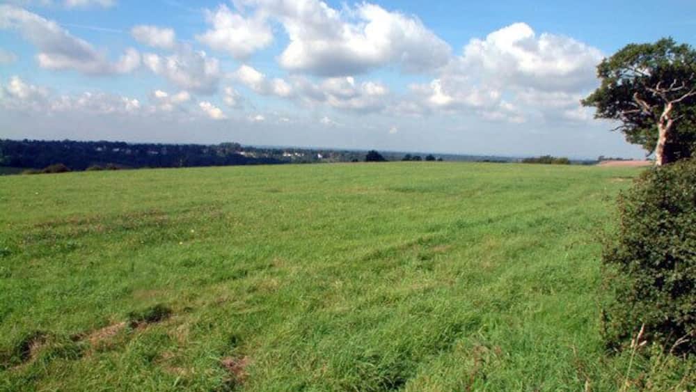 Ein grünes Feld mit einem Baum und einem Heckenstreifen rechts.