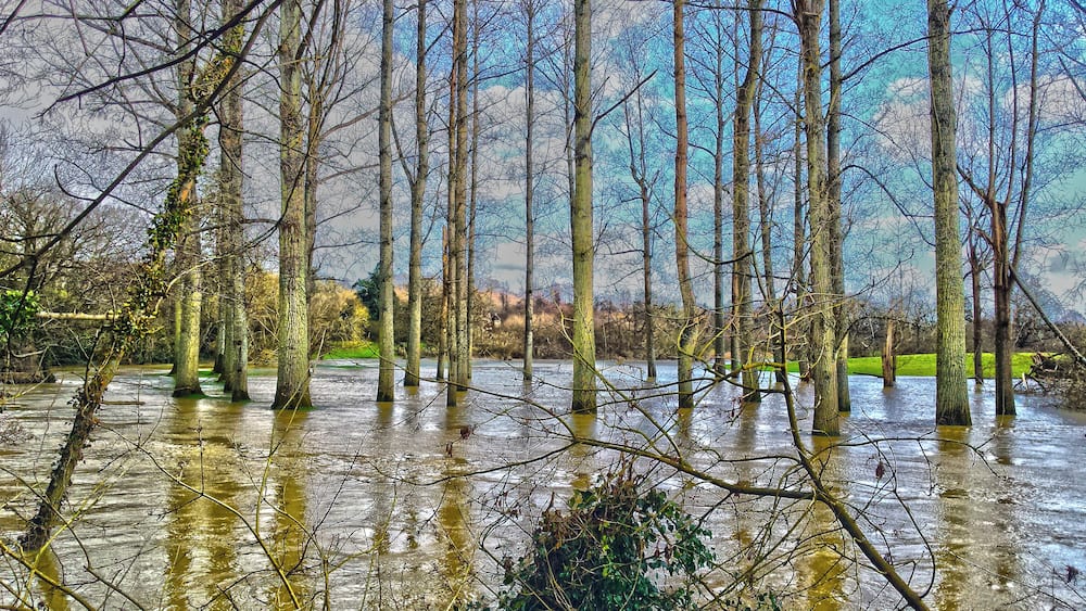 Ein überflutetes Waldgebiet mit hohen Bäumen, die teilweise im Wasser stehen.