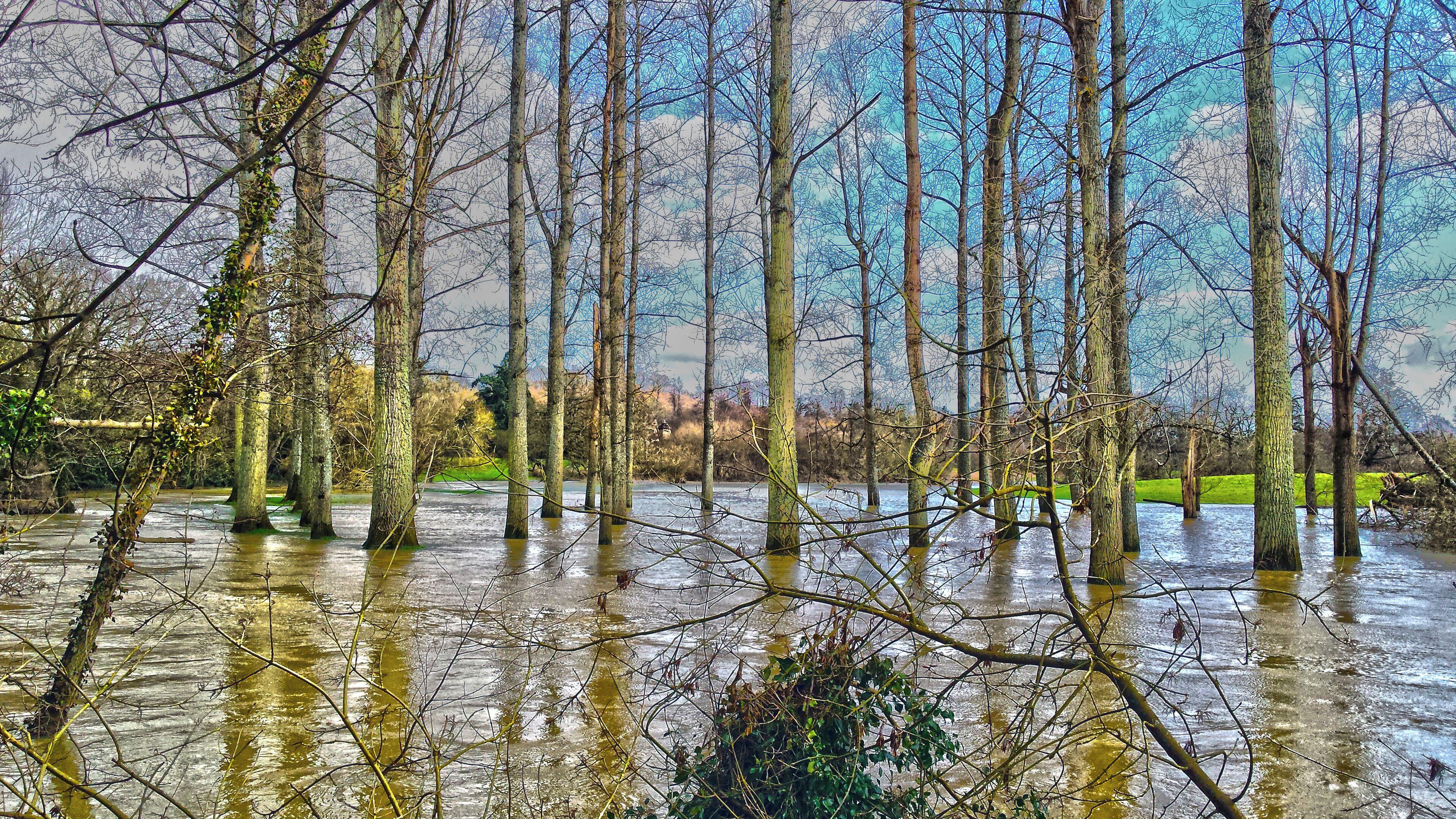 A flooded forest with tall trees partially submerged in water.
