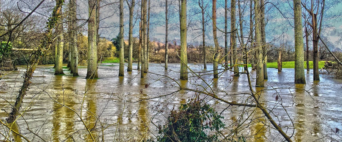 A flooded forest with tall trees partially submerged in water.