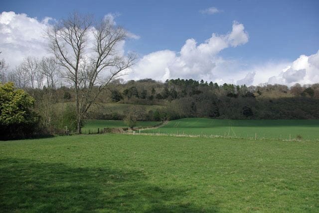 A green field with a leafless tree and a hill with trees in the background.