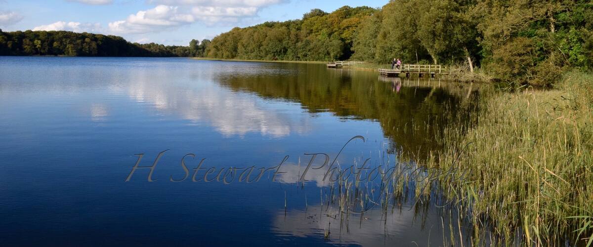 A calm lake with a wooden dock and dense forest on one side.