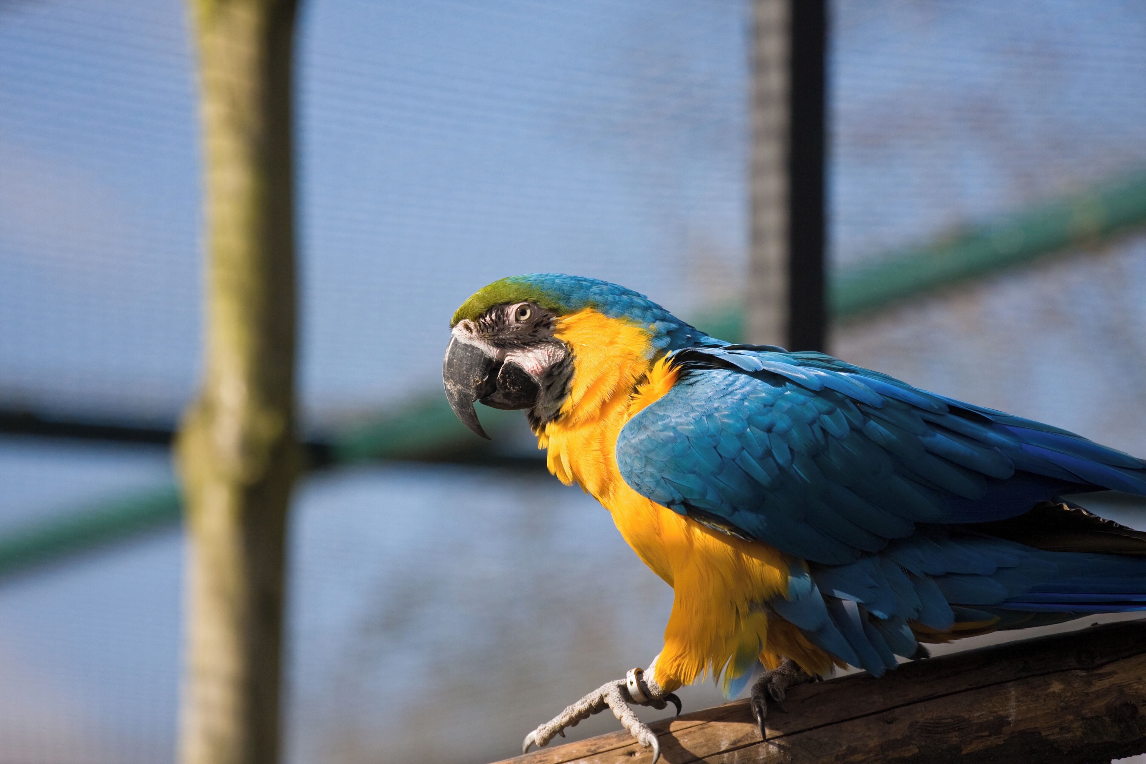 Blue-and-gold Macaw at Twycross Zoo, England.
