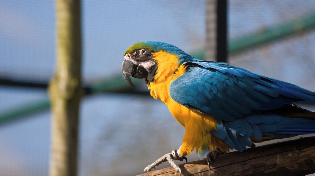 Blue-and-gold Macaw at Twycross Zoo, England.