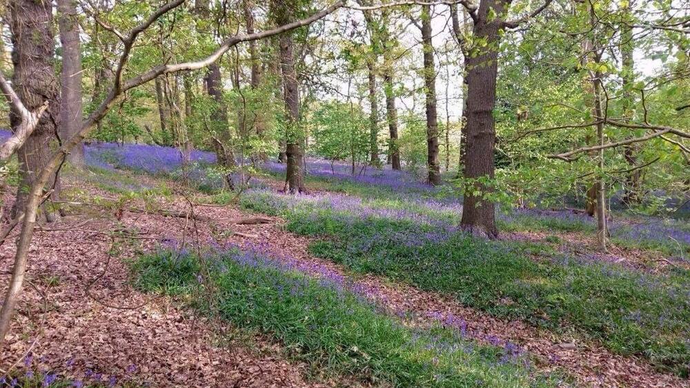 Une forêt avec des arbres et un sol recouvert de fleurs violettes.