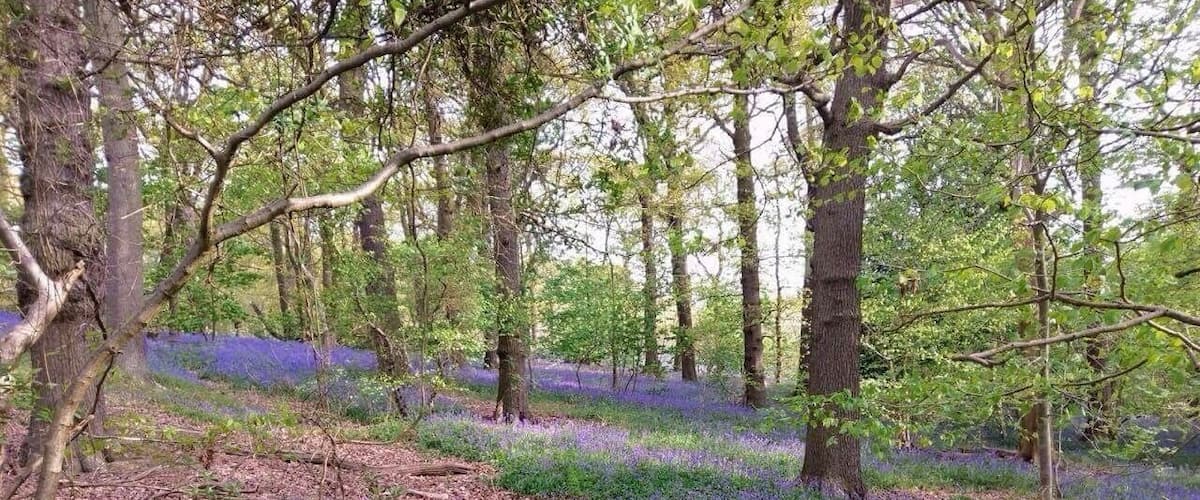 A forest with trees and a ground covered in purple flowers.