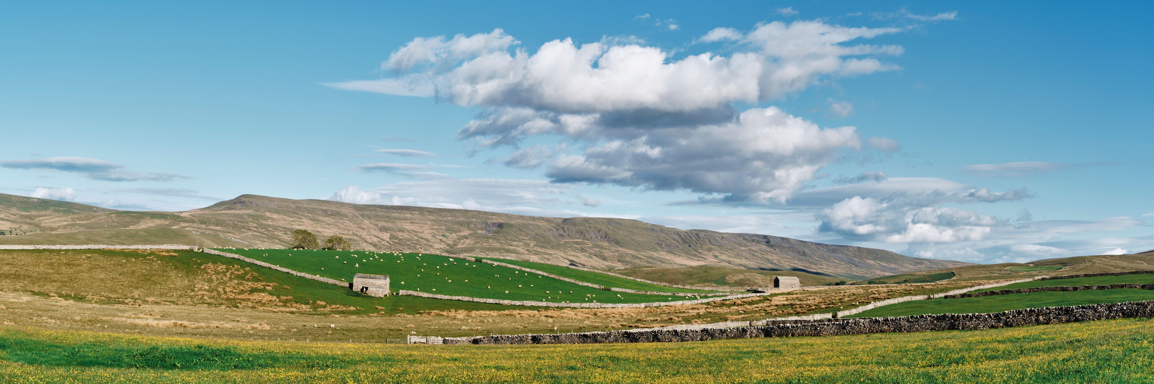 Barn and field of yellow flowers near Kirkby Stephen, Cumbria, UK.